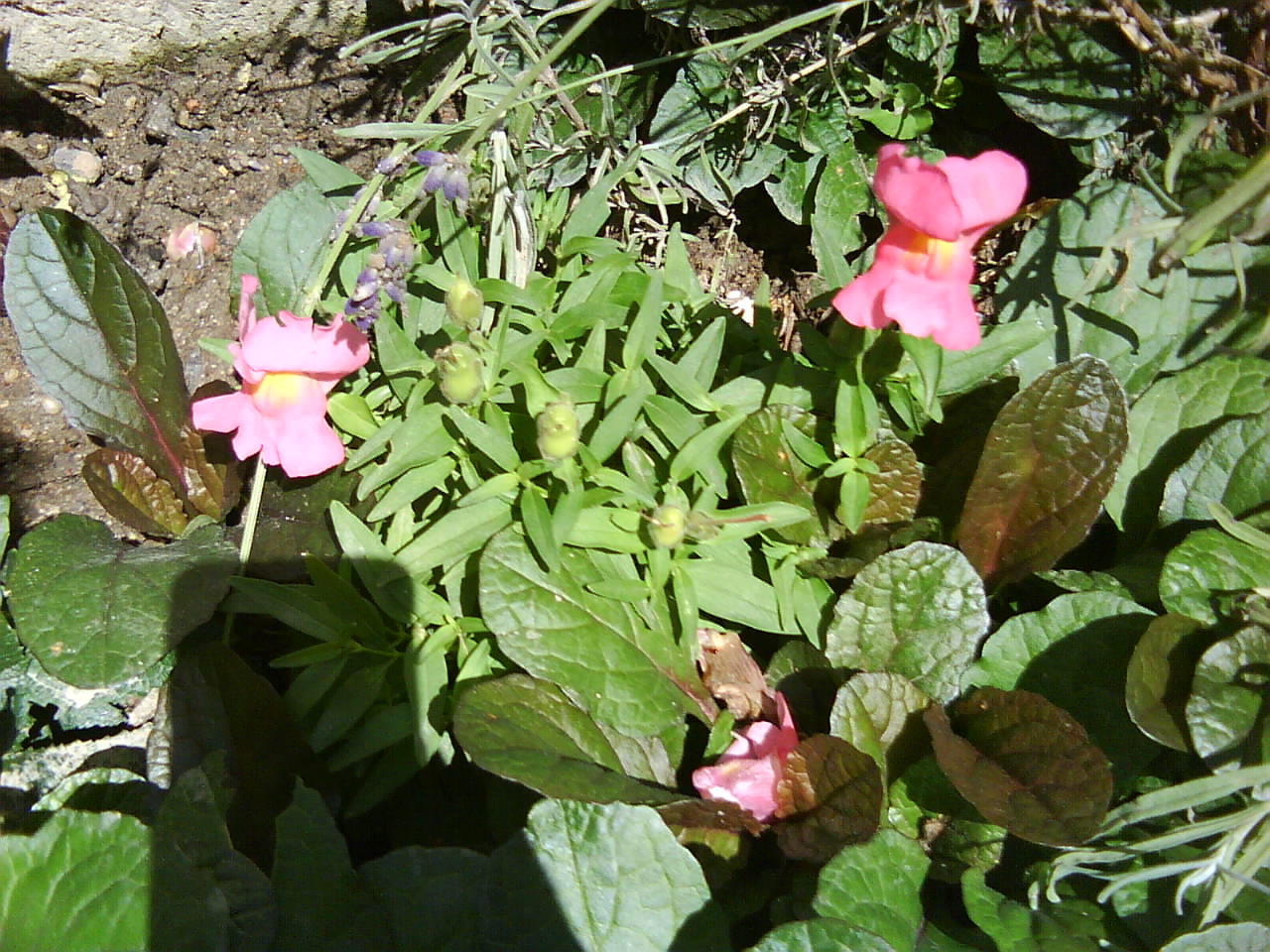 DSC00530.JPG