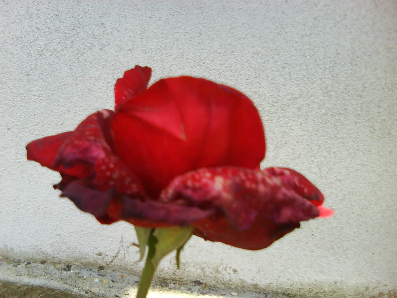 DSC00550.JPG