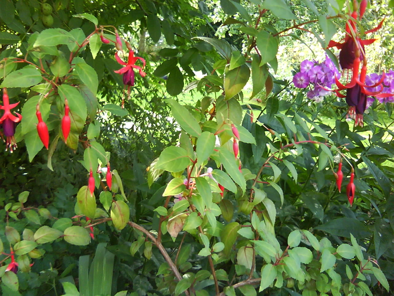DSC00629.JPG