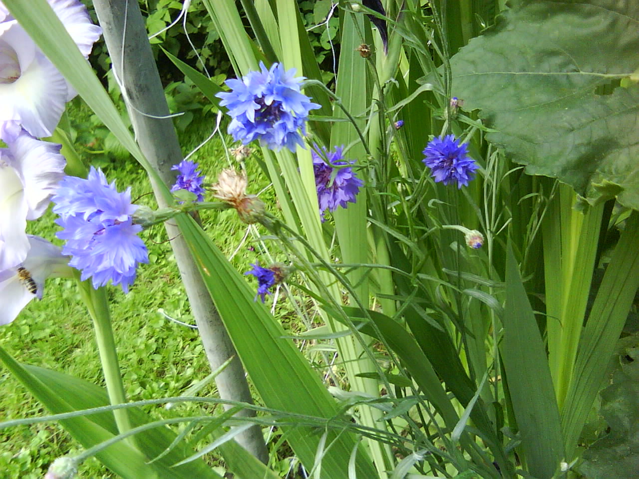 DSC00640.JPG