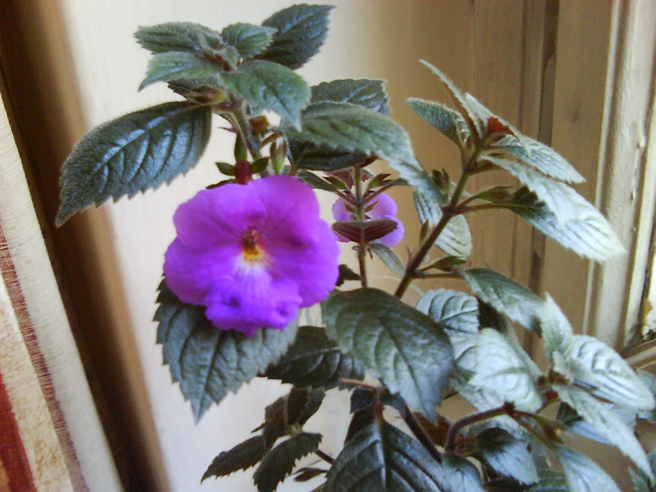 DSC00432.JPG