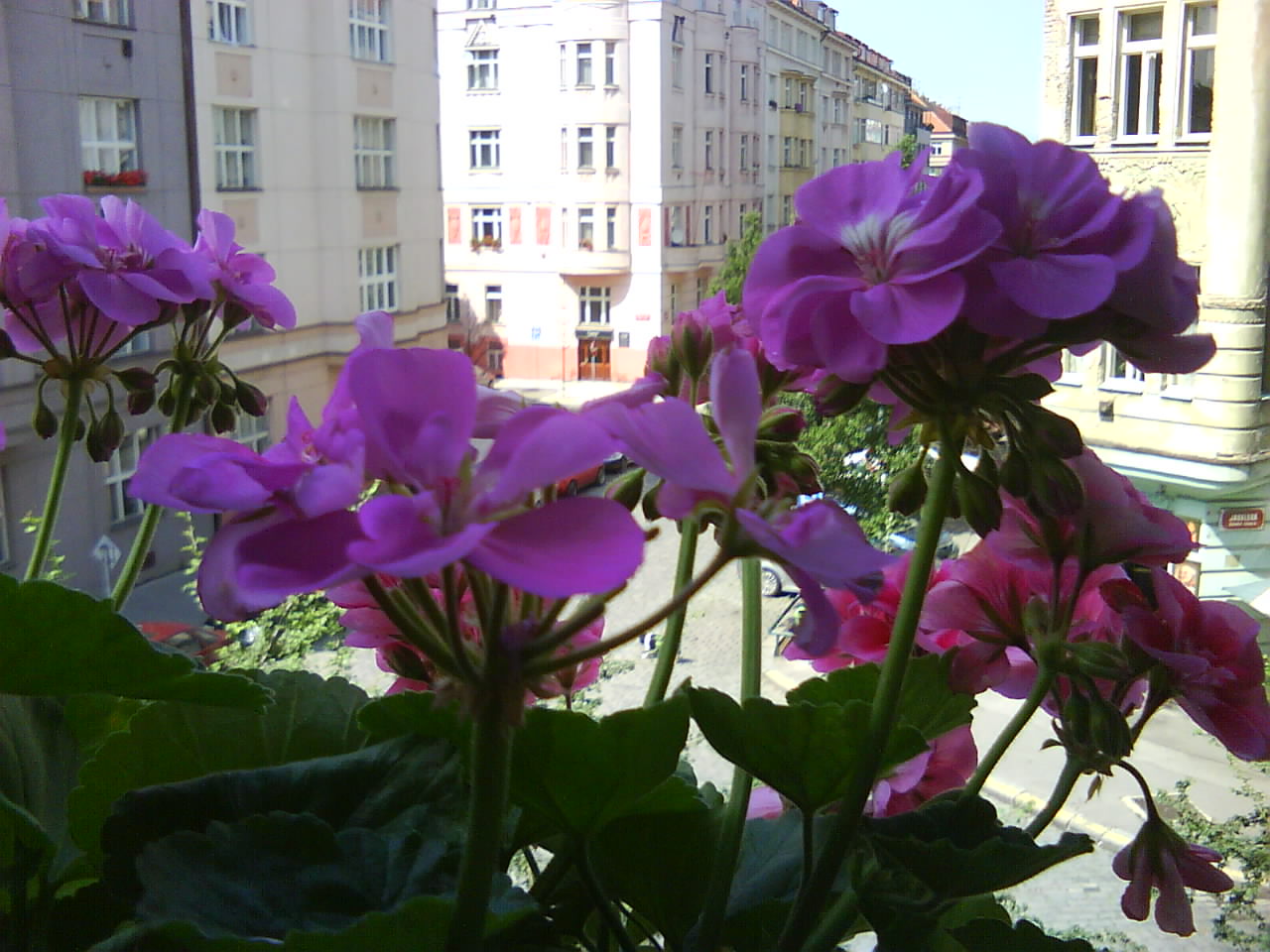 DSC00438.JPG
