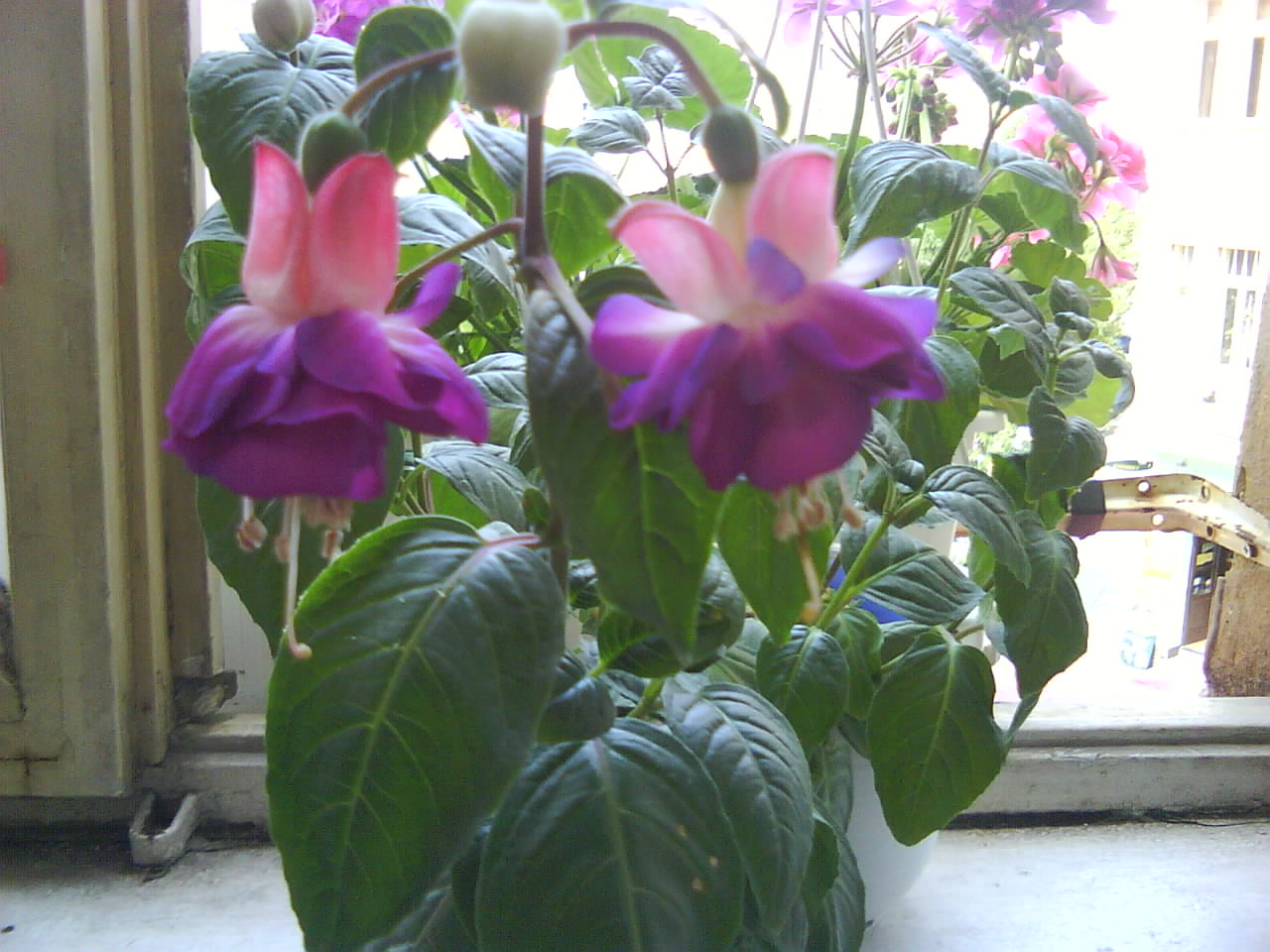 DSC00439.JPG